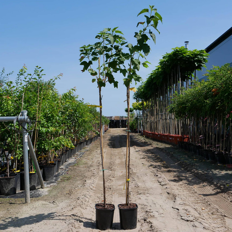 Porzeczka czarna Sofi na pniu doniczka