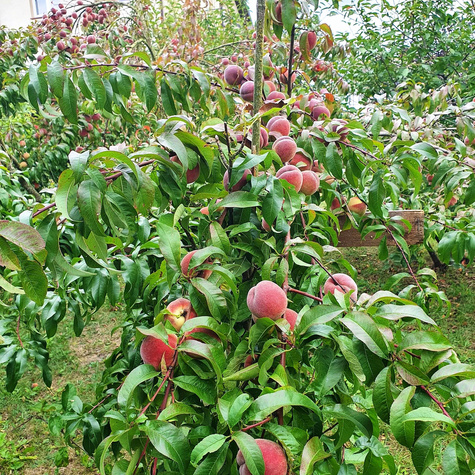 Brzoskwinia Modrinka Start Pack