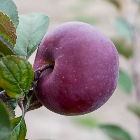 Jabłoń typu Red Loove czerwony miąższ START PACK