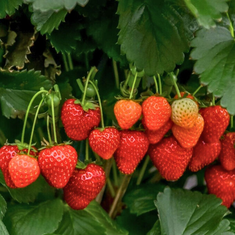Truskawka Selva pnąca wisząca powtarzająca FRIGO