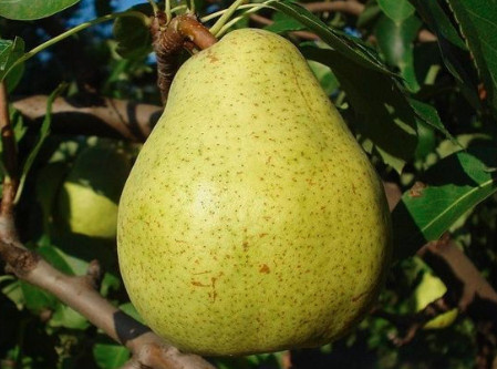 Grusza Solanka START PACK