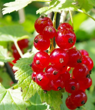 Duo porzeczka czerwono-czarna na pniu w doniczce