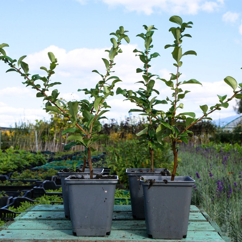 Pigwowiec pośredni Salmon Horizon