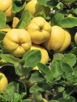 Pigwa gruszkowa Rea's Mammoth  START PACK