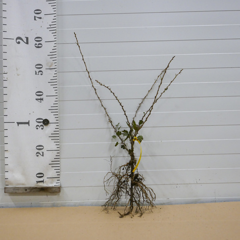 Agrest czerwony Krasnosłowiański w balocie