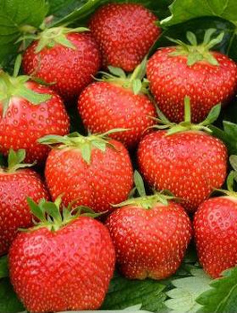 Truskawka Albion pnąca wisząca powtarzająca FRIGO