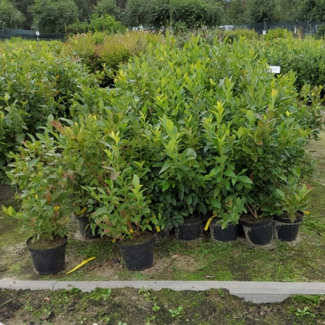 Borówka amerykańska NORTLAND (C2)