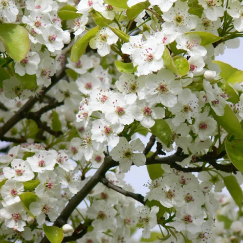 Grusza drobnoowocowa Chanticleer zapylacz START PACK