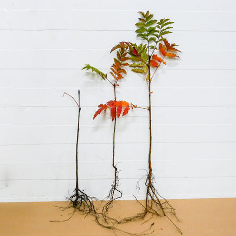 Jarzębina Plant Pack