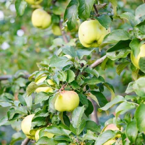 Jabłoń Antonówka Biała Śmietankowa Półtorafuntowa w doniczce (C2)