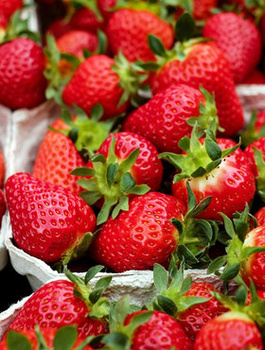 HURT Truskawki Florence bardzo późna FRIGO 500szt