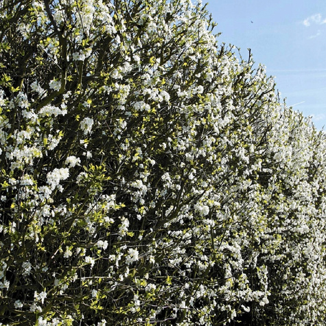 Śliwa Ałycza Na Żywopłot Obronny Mirabelka Plant Pack