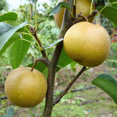 Grusza azjatycka Hosui START PACK