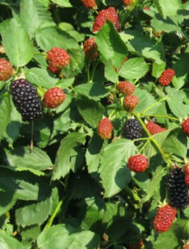 Jeżyna wielkoowocowa Natchez w doniczce