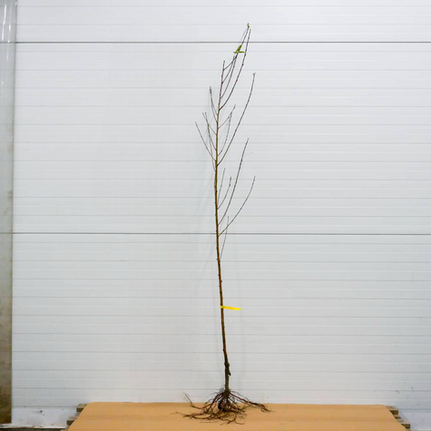 Brzoskwinia typu Harbinger