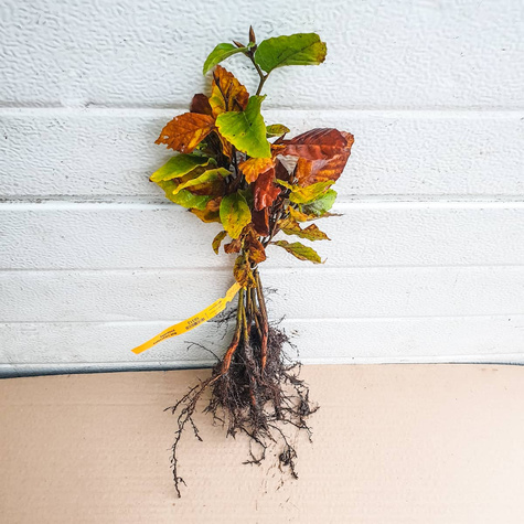 Buk Zwyczajny Pospolity PREMIUM SADZONKI Plant Pack