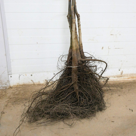 Orzech Włoski Fernette Szczepiony Plant Pack