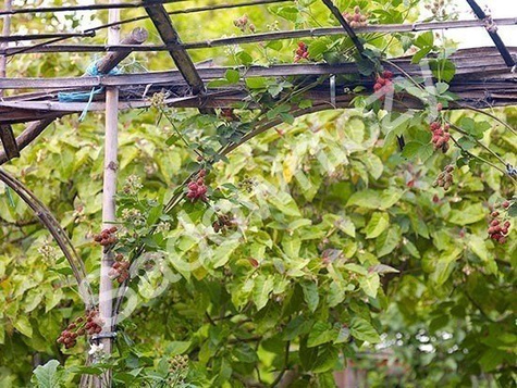 Jeżyna bezkolcowa sadzonki