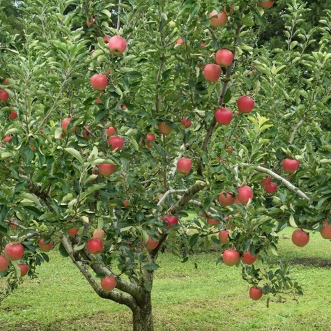 Jabłoń Koksa Pomarańczowa