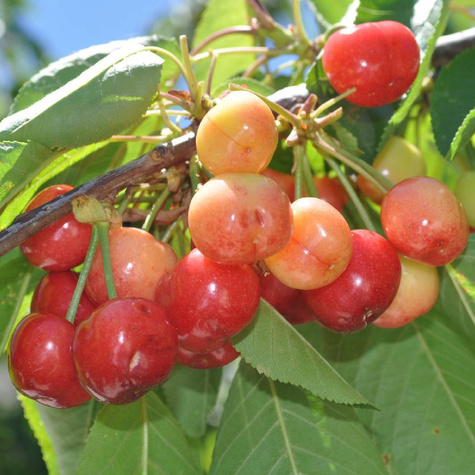 Czereśnia Żółta Najsłodsza Sadzonka