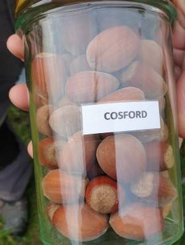 Orzech laskowy Cosford Leszczyna START PACK