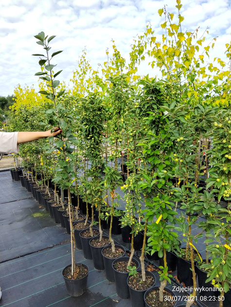 Jabłoń Sztetyna czerwona w doniczce