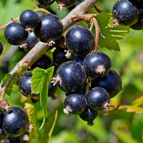 Porzeczka czarna Titania Plant Pack