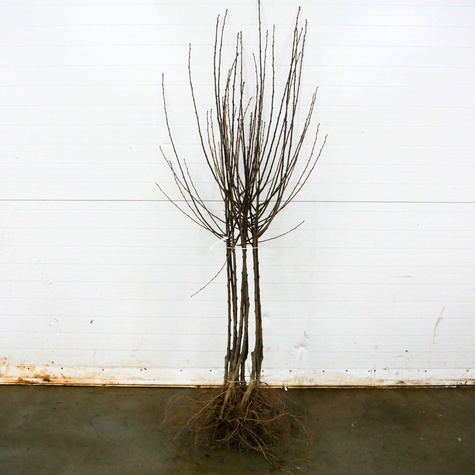 Śliwa Jerozolimka Brzoskwiniowa Renkloda Jerozolimka