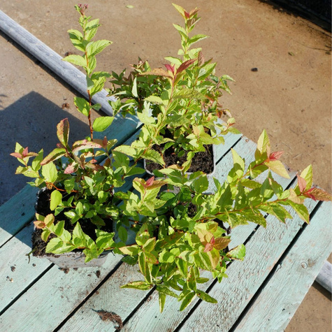 Tawuła japońska Firelight (P9)