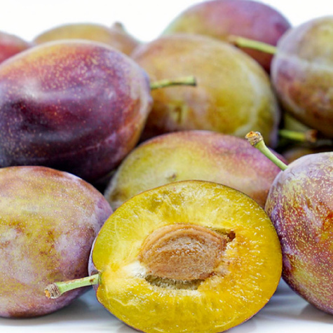 Śliwa kolumnowa Imperial (C2)