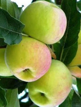 Jabłoń Ananas Berżenicki START PACK