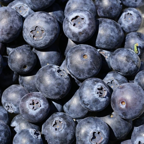 Borówka amerykańska DUKE wczesna (C2)