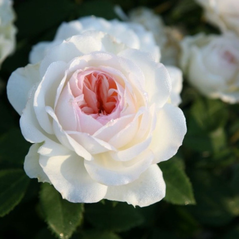 Róża rabatowa Stephanie Baronin Zu Guttenberg