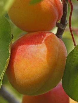 Morela typu Orange Red Samopylna START PACK