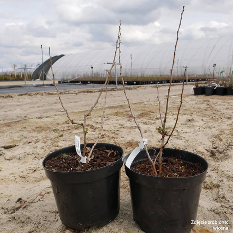 Pigwowiec pośredni Clementine w doniczce C2