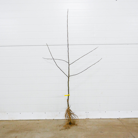 Jabłoń Malinowa Oberlandzka START PACK