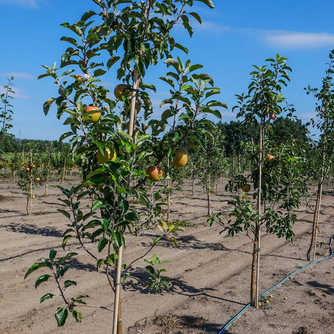 Jabłoń Elstar START PACK