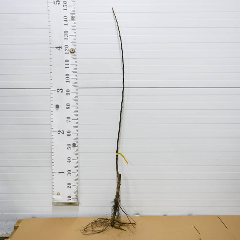 Jabłoń Spartan START PACK