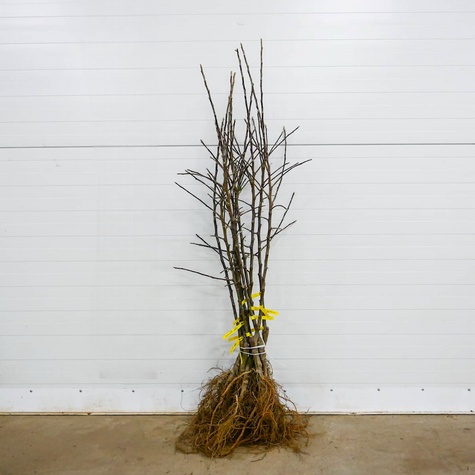 Jabłoń Antonówka Biała Śmietankowa Półtorafuntowa START PACK