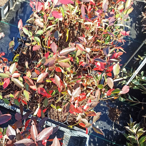 Aronia czarnoowocowa Hugin(C2)