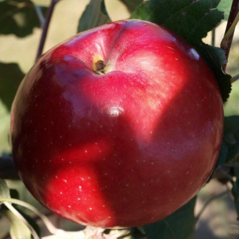 Jabłoń Papierówka Czerwona w doniczce