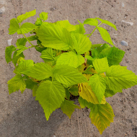 Malina Groovy żółte liście w doniczce