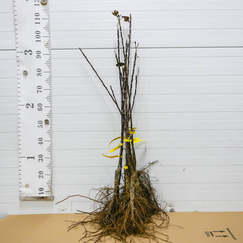 Jabłoń kolumnowa Garden Fountain START PACK