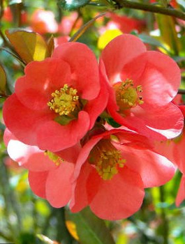 Pigwowiec pośredni Texas Scarlet (P9)