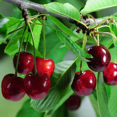 Mini Wiśnia karłowa Piemont START PACK