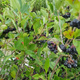 Aronia Czarna Czarnoowocowa Viking