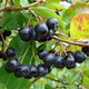 Aronia Czarnoowocowa Nero (C2)