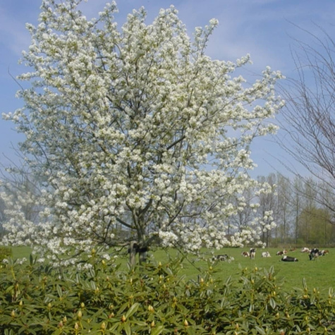 Świdośliwa gładka Ballerina