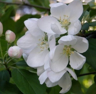 Jabłoń Katia w doniczce C2