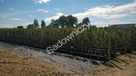 Jabłoń Sztetyna czerwona w doniczce